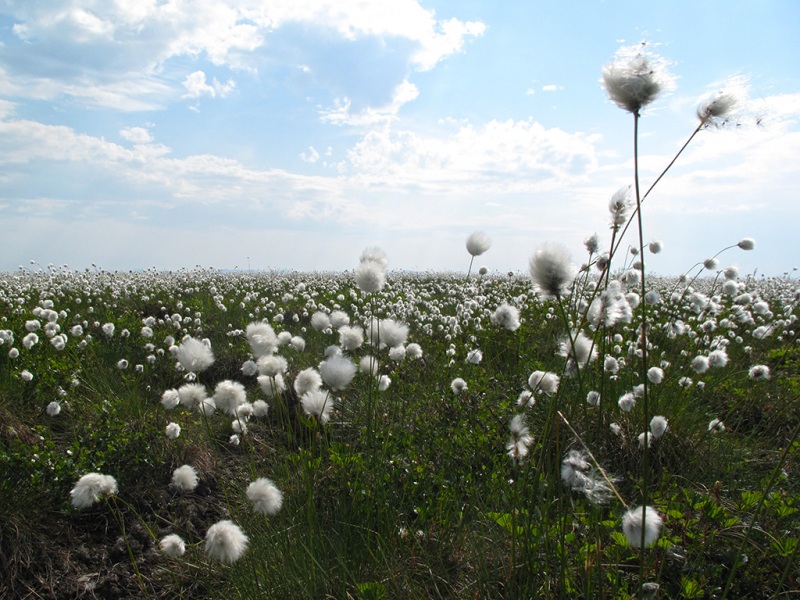 Cotton Grass