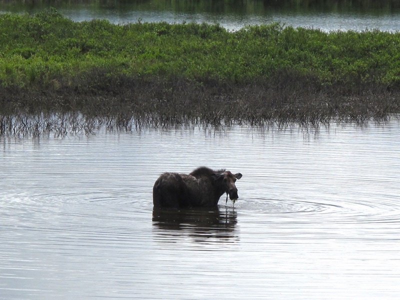 Moose