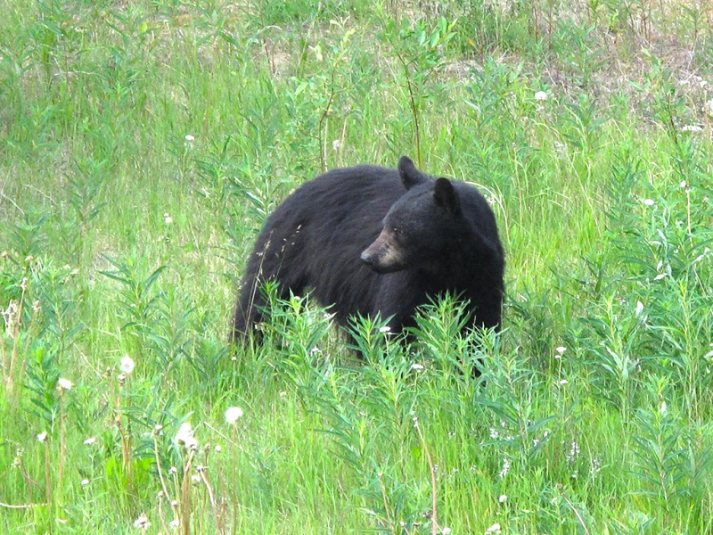 Black Bear