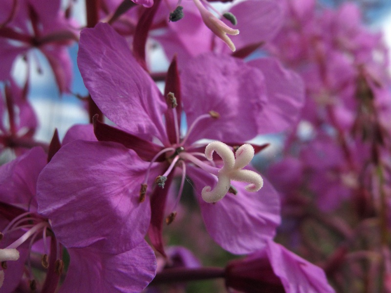 Fireweed