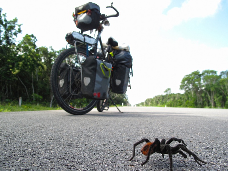 Road Encounter