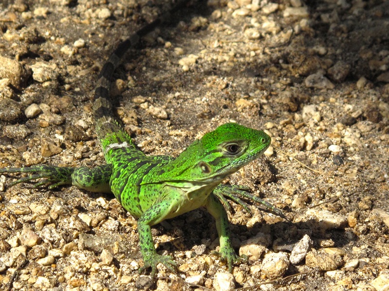Iguana