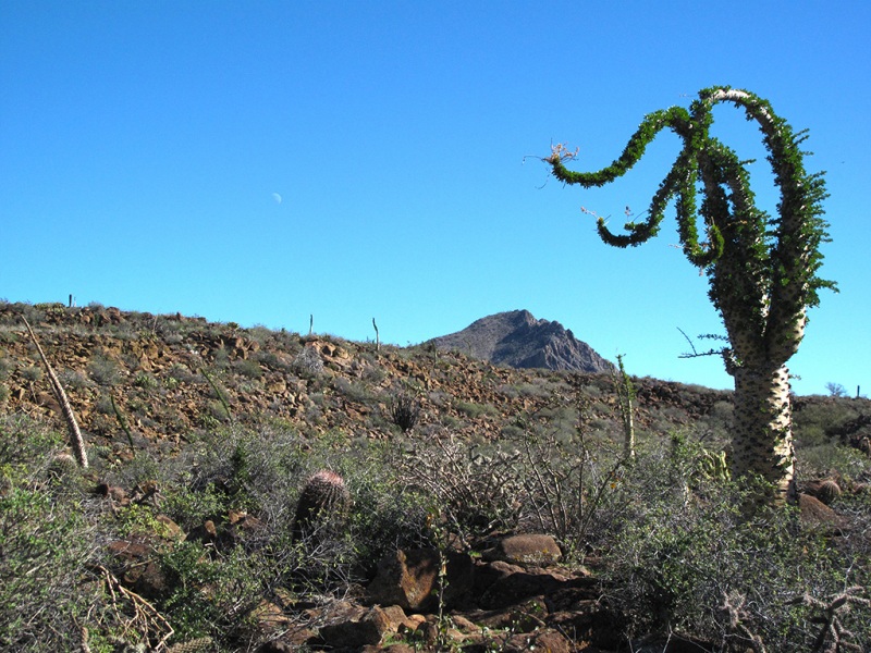 Sirio Cactus, Baja California
