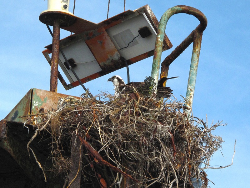 Nesting Eagle