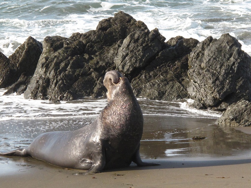 Sea Elephants