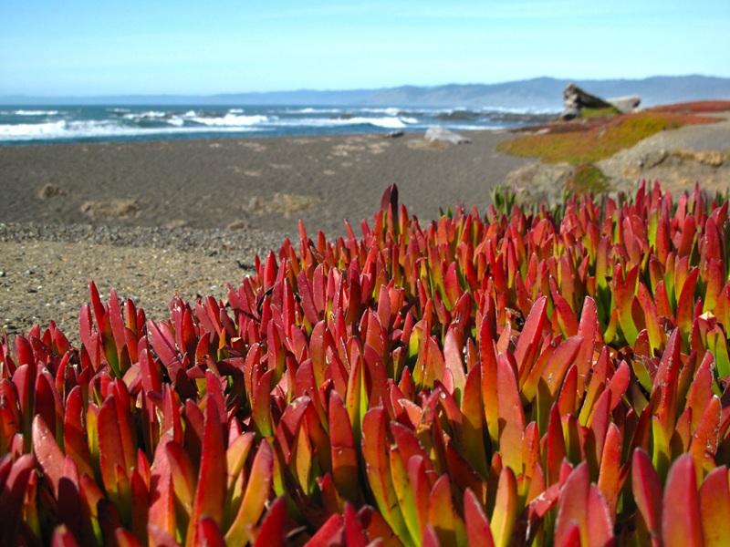 Pacific Coast Highway