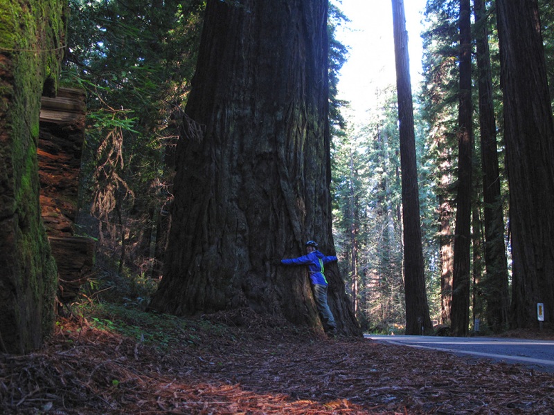 Redwoods