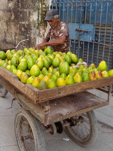 Avocado-Verkäiufer in La Habana